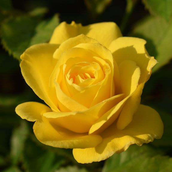 Roses Nursery Melbourne Rose Plants Delivery Melbourne All Green